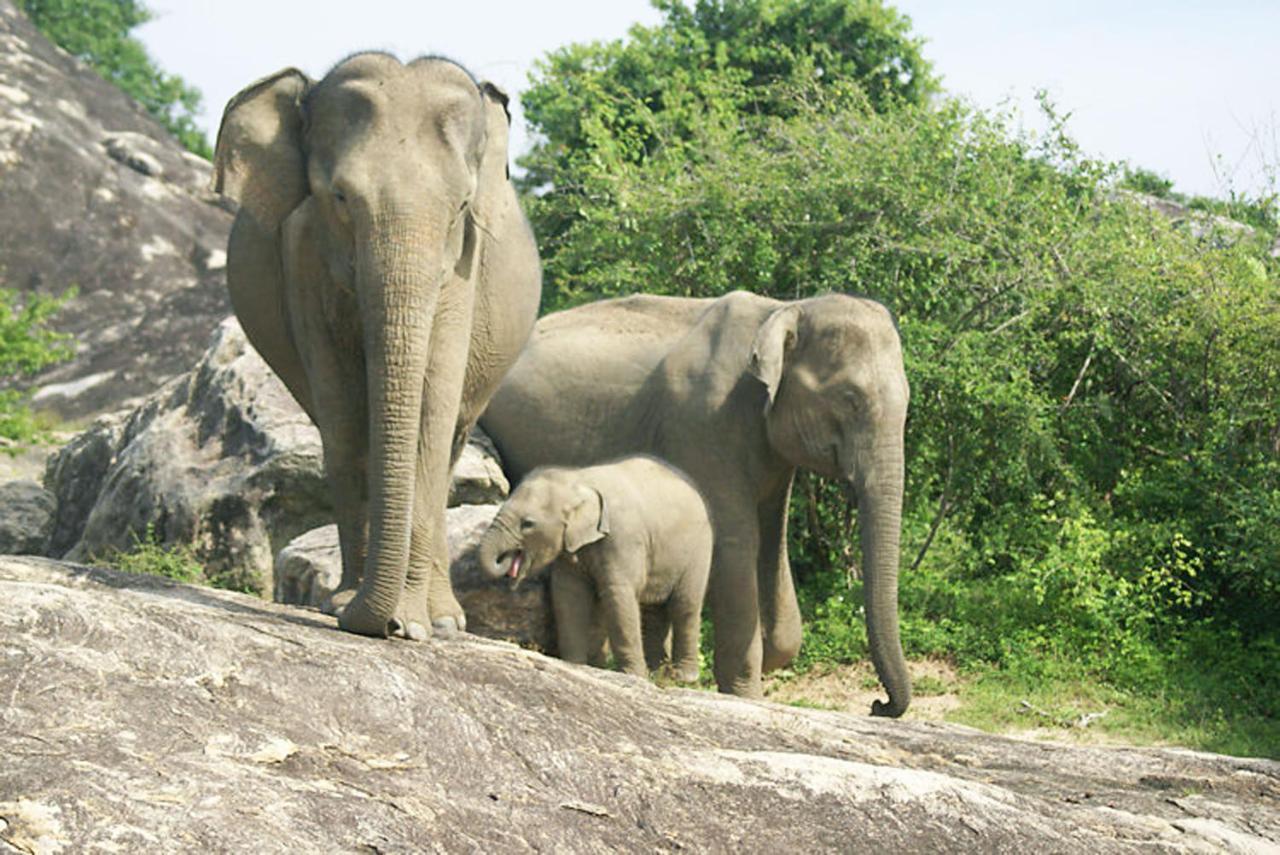 Share Safari Family Bungalow Удавалаве Экстерьер фото